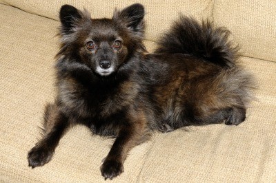 RE: What Breed is My Dog?