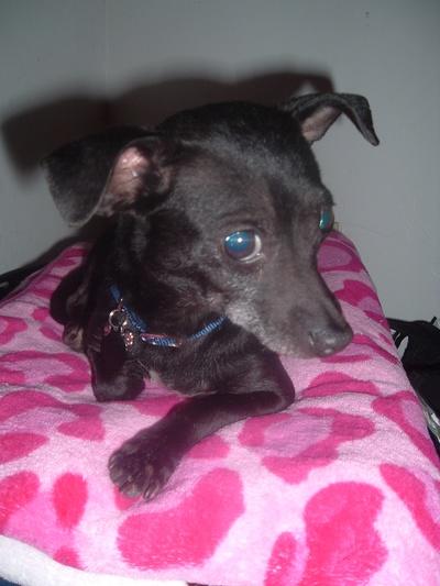 RE: Miniature Pincher / Chihuahua Mix