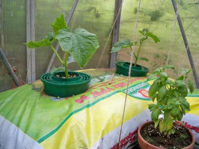 RE: Planting In Potting Soil Bags