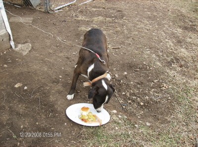 RE: What Breed Is My Dog? (Pit Bull Mix)