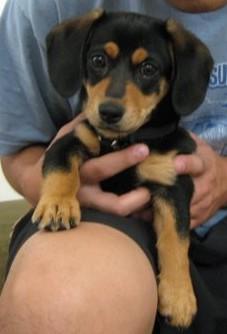 RE: Dachshund/Pomeranian Mix Photos