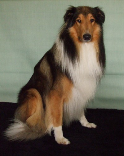 RE: Remedies for Dog's Itchy Skin
