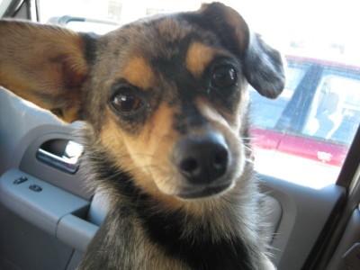 RE: Dachshund/Pomeranian Mix Photos