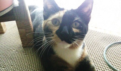 RE: Traveling With a Cat