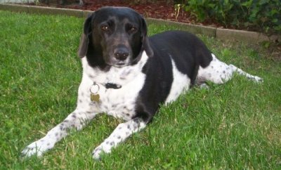 RE: Angel (German Short-haired Pointer/Dalmatian)