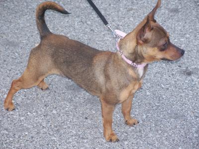 RE: Miniature Pincher / Chihuahua Mix