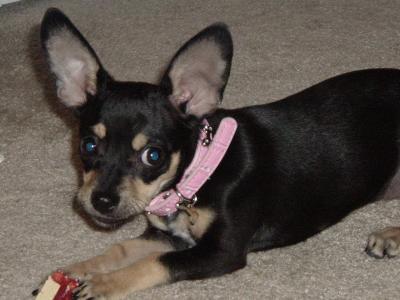 RE: Miniature Pincher / Chihuahua Mix - Food and Walks