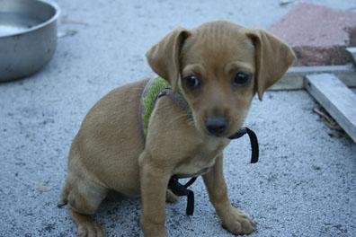 RE: Lexi (Chihuahua/Miniature Pinscher)