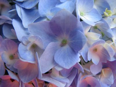RE: Propagating Hydrangeas