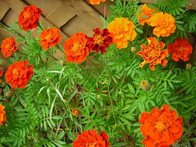 RE: Growing: Pot Marigold