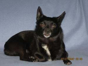 RE: What Breed is My Dog?