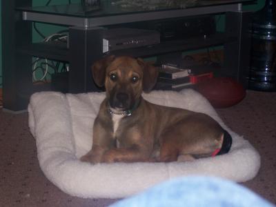 RE: Breeding Around a Pit Bull