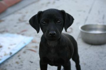 RE: Lexi (Chihuahua/Miniature Pinscher)