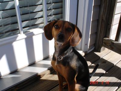 RE: Miniature Pincher / Chihuahua Mix