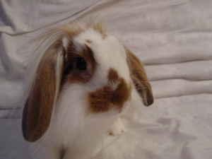 RE: Starbuck (Rabbit)