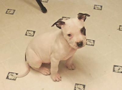 RE: Pit Bull Puppy Keeps Biting My Daughter