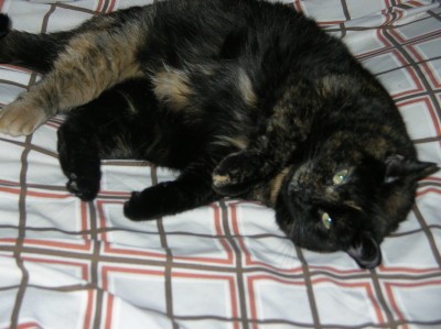 RE: Fishface (Cat)
