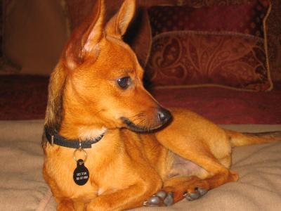 RE: Miniature Pincher / Chihuahua Mix