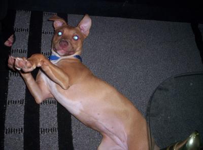 RE: Pit Bull Puppy Keeps Biting My Daughter