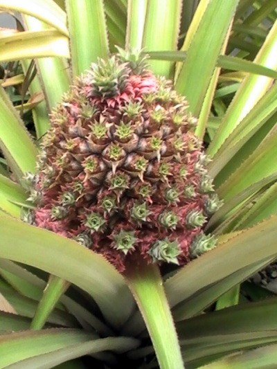 RE: Garden: King Pineapple