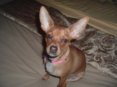 RE: Miniature Pincher / Chihuahua Mix