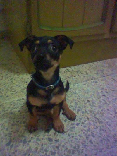 RE: Miniature Pincher / Chihuahua Mix