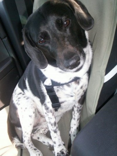 RE: Angel (German Short-haired Pointer/Dalmatian)