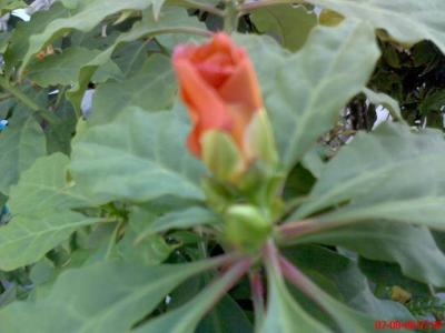 RE: What Is This Plant?
