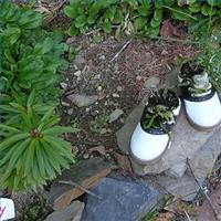 RE: Uses for Old Shoes