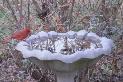 RE: Keep Birdbath Clean