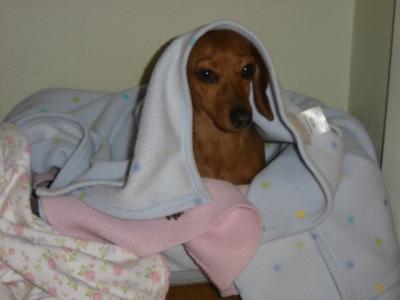 RE: Dog Won't Go Potty Outside in Cold Weather