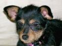 RE: Miniature Pincher / Chihuahua Mix