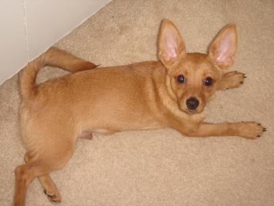 RE: Dachshund/Pomeranian Mix Photos