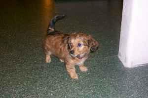 RE: Dachshund/Pomeranian Mix Photos