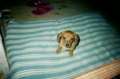 RE: Dachshund/Pomeranian Mix Photos
