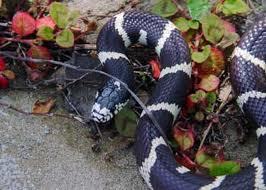 RE: What Kind of Snake is This?