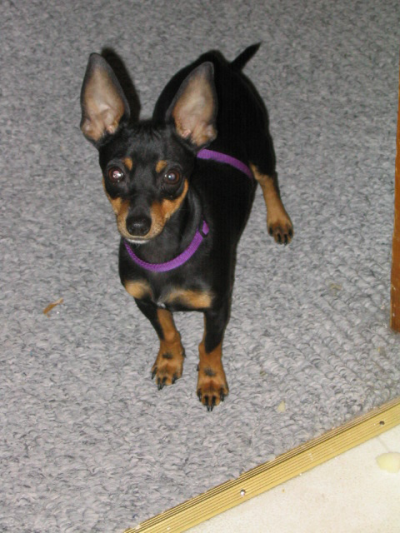 RE: Miniature Pincher / Chihuahua Mix