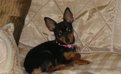 RE: Miniature Pincher / Chihuahua Mix