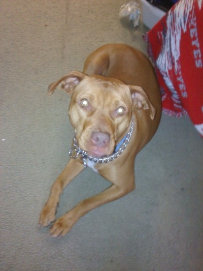 RE: House Training a Pitbull