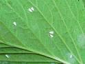 RE: Whiteflys on Indoor Plants