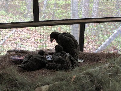 RE: Link: Live Eagle Cam (Norfolk Botanical Gardens, Virginia)