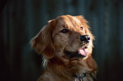 RE: More On Calming Dogs