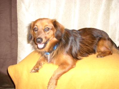 RE: Dachshund/Pomeranian Mix Photos
