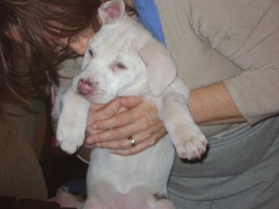 RE: Caring for a Deaf and Blind Puppy