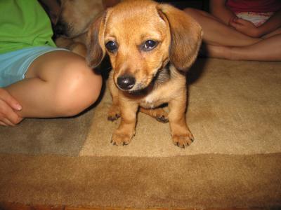 RE: Dachshund/Pomeranian Mix Photos