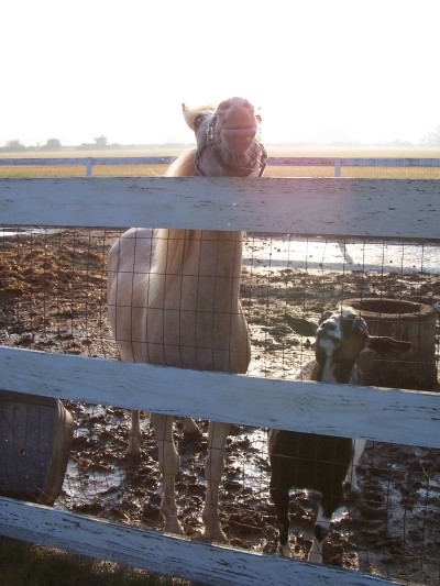 RE: Vincent Van Goat (La Mancha)