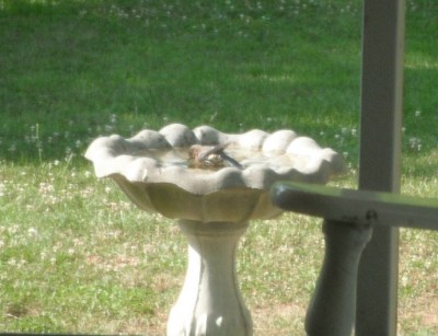 RE: Keep Birdbath Clean