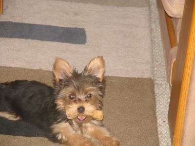 RE: Recipes for Yorkshire Terriers