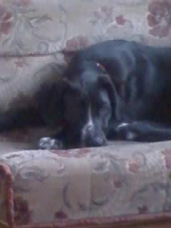 RE: Angel (German Short-haired Pointer/Dalmatian)