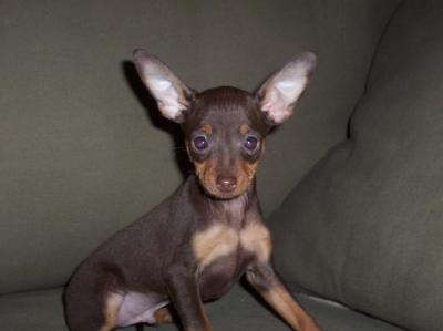 RE: Miniature Pincher / Chihuahua Mix